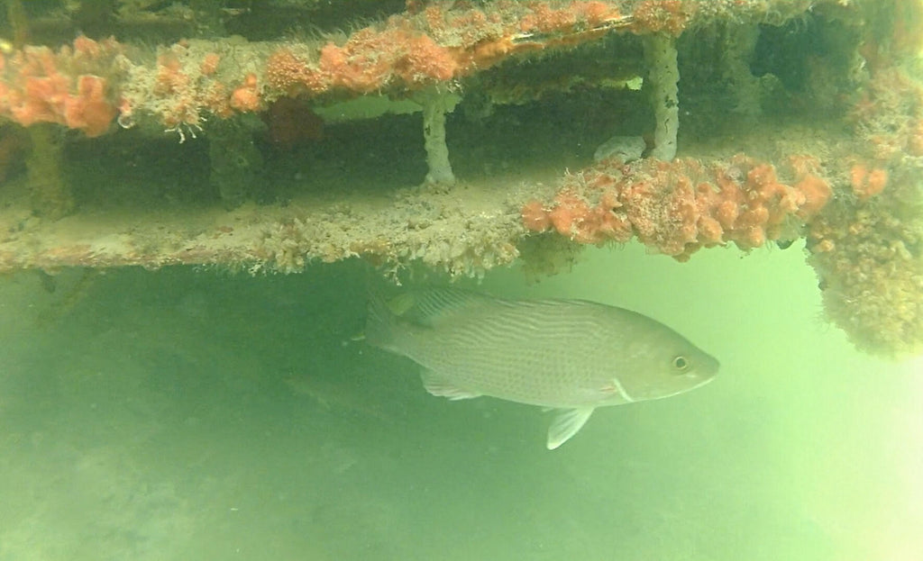 Artificial Reefs Create Habitat in Once-Barren Canals