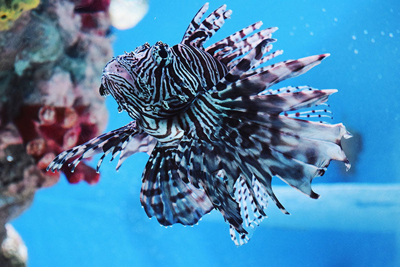 Invasive Lionfish in Local Waters